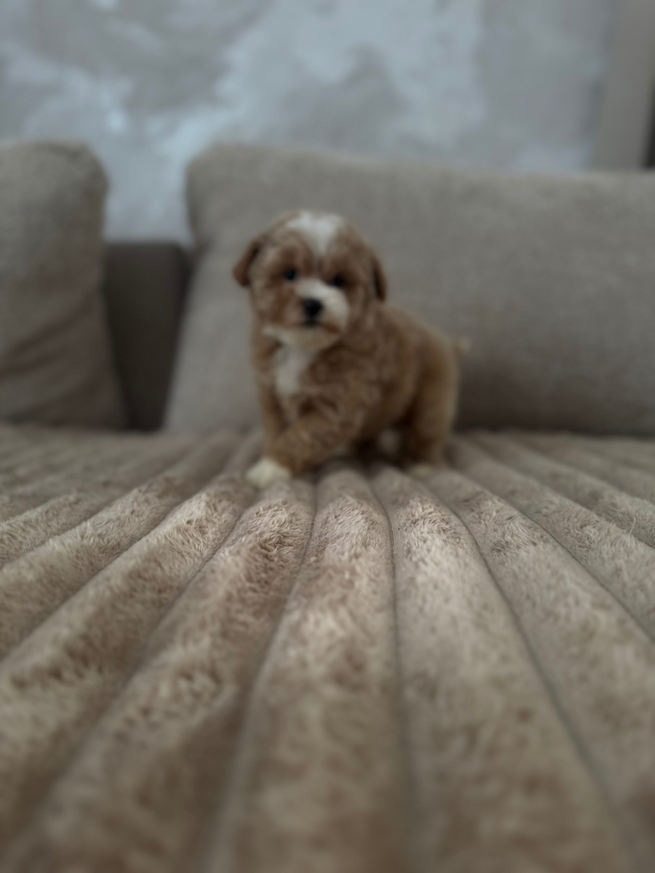 Мальтипу міні