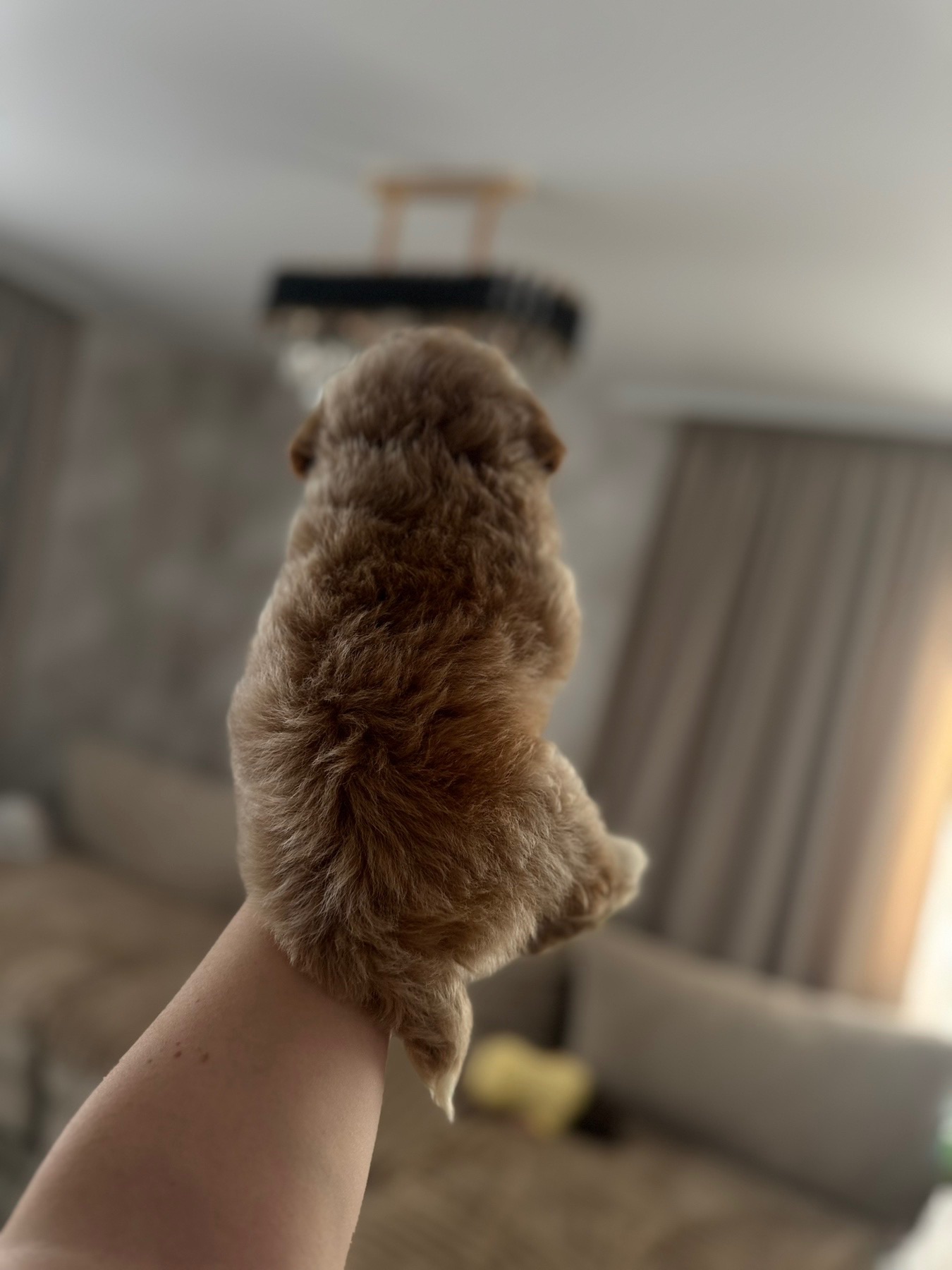 Мальтипу міні