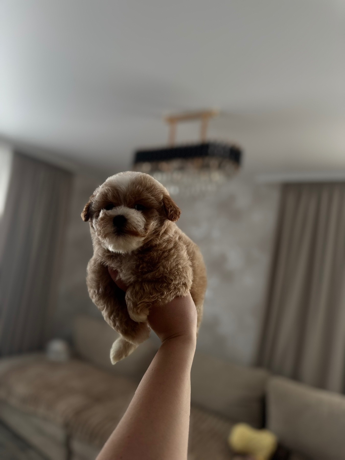 Мальтипу міні