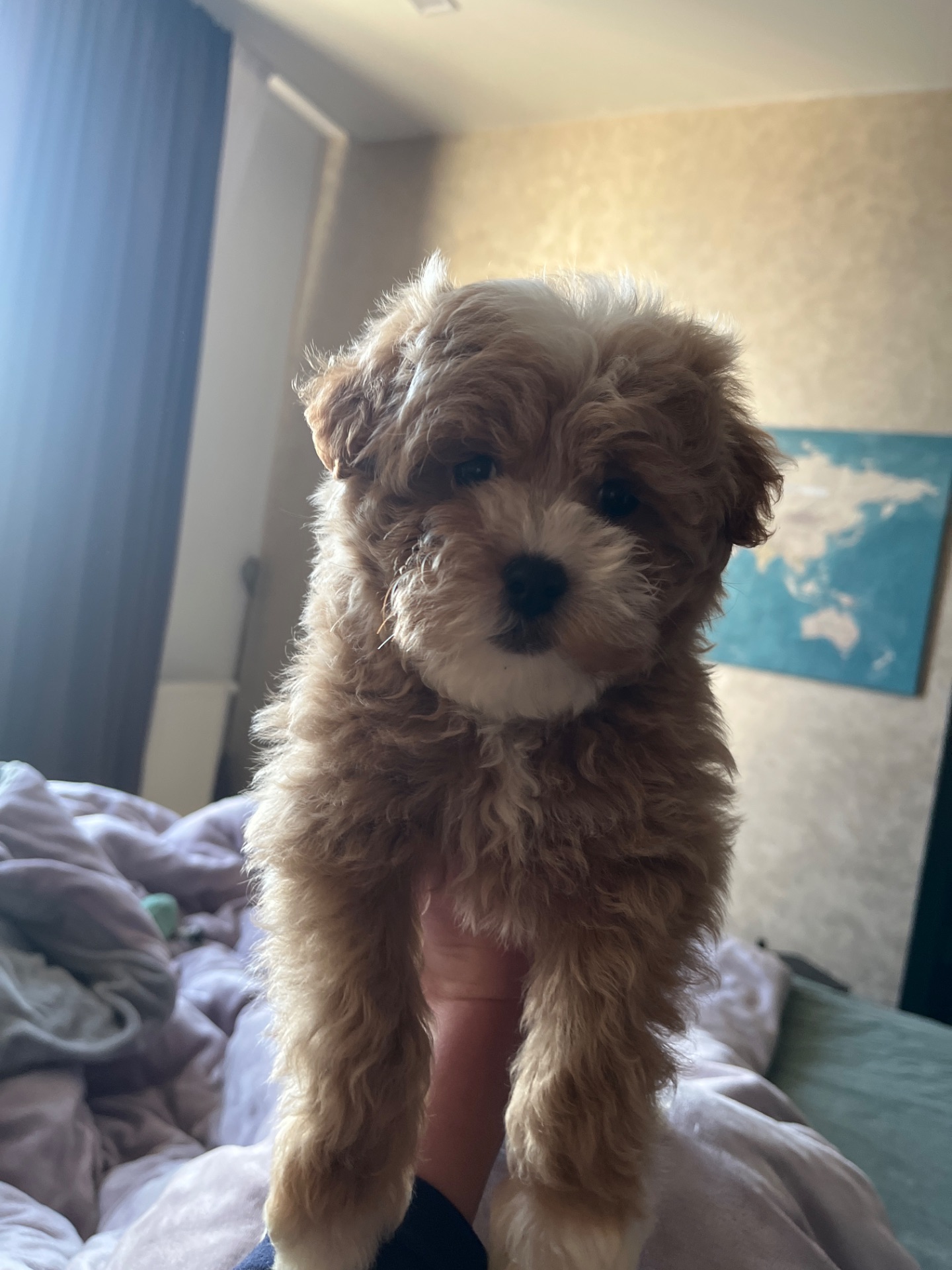 Мальтипу міні