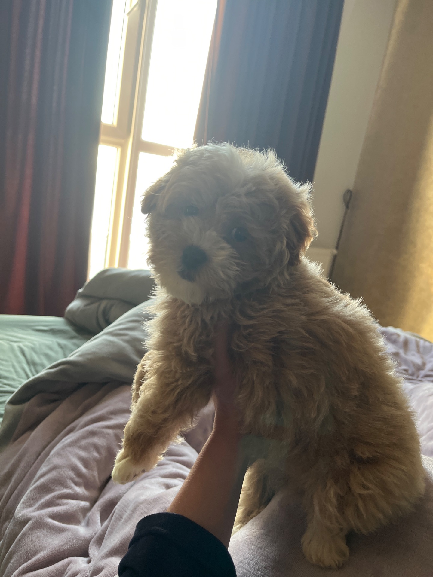 Мальтипу міні