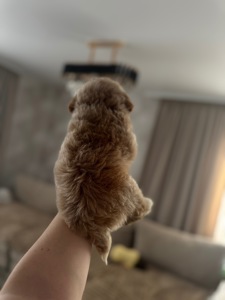 Мальтипу міні