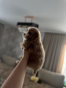 Мальтипу міні