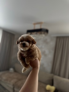 Мальтипу міні