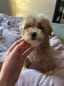 Мальтипу міні