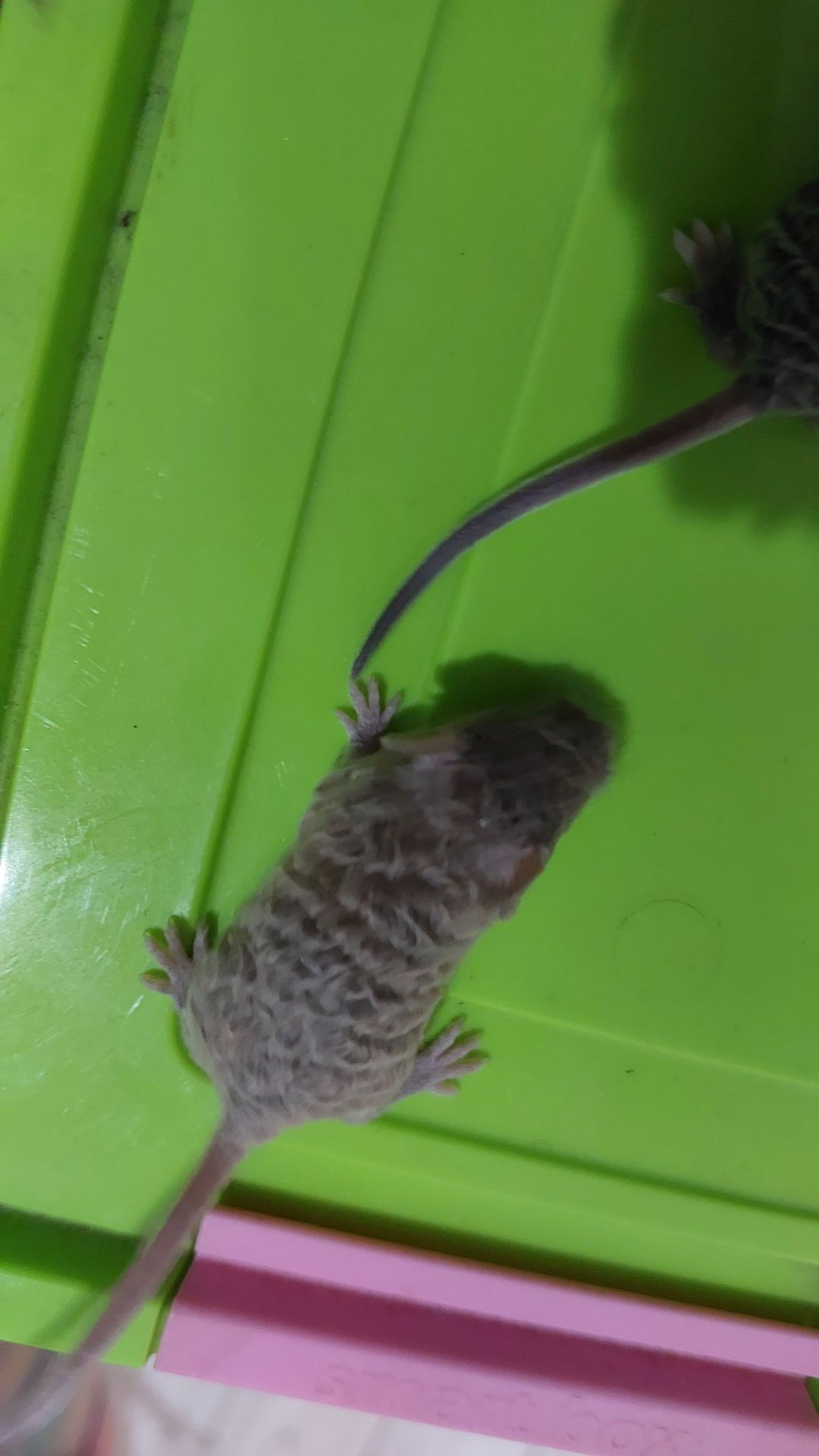 Длинношерстная кудрявая декоративная мышь крупная