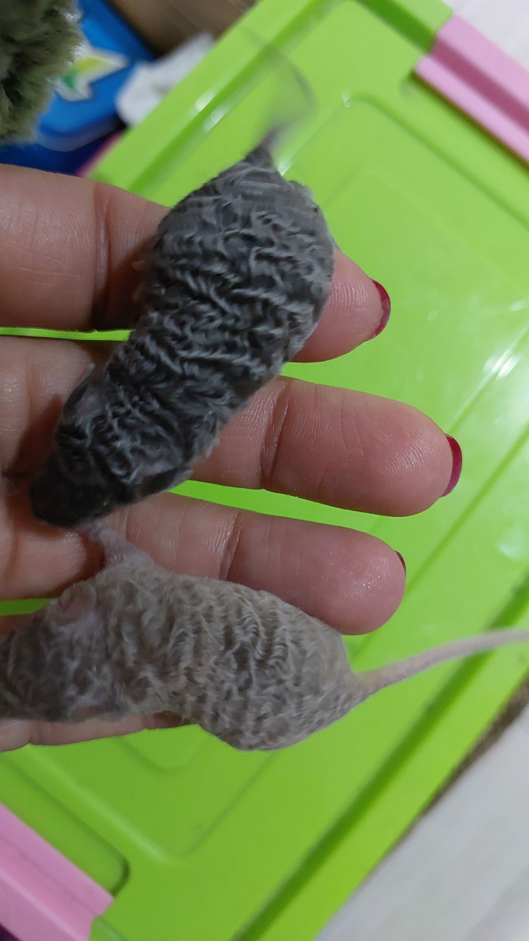 Длинношерстная кудрявая декоративная мышь крупная