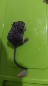 Длинношерстная кудрявая декоративная мышь крупная