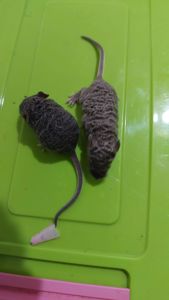 Длинношерстная кудрявая декоративная мышь крупная