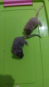 Длинношерстная кудрявая декоративная мышь крупная