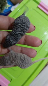 Длинношерстная кудрявая декоративная мышь крупная