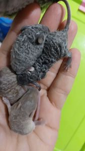 Длинношерстная кудрявая декоративная мышь крупная