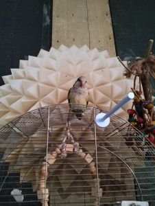 Попугай монах мальчик молодой с клеткой в комплекте