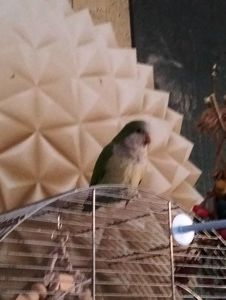 Попугай монах мальчик молодой с клеткой в комплекте