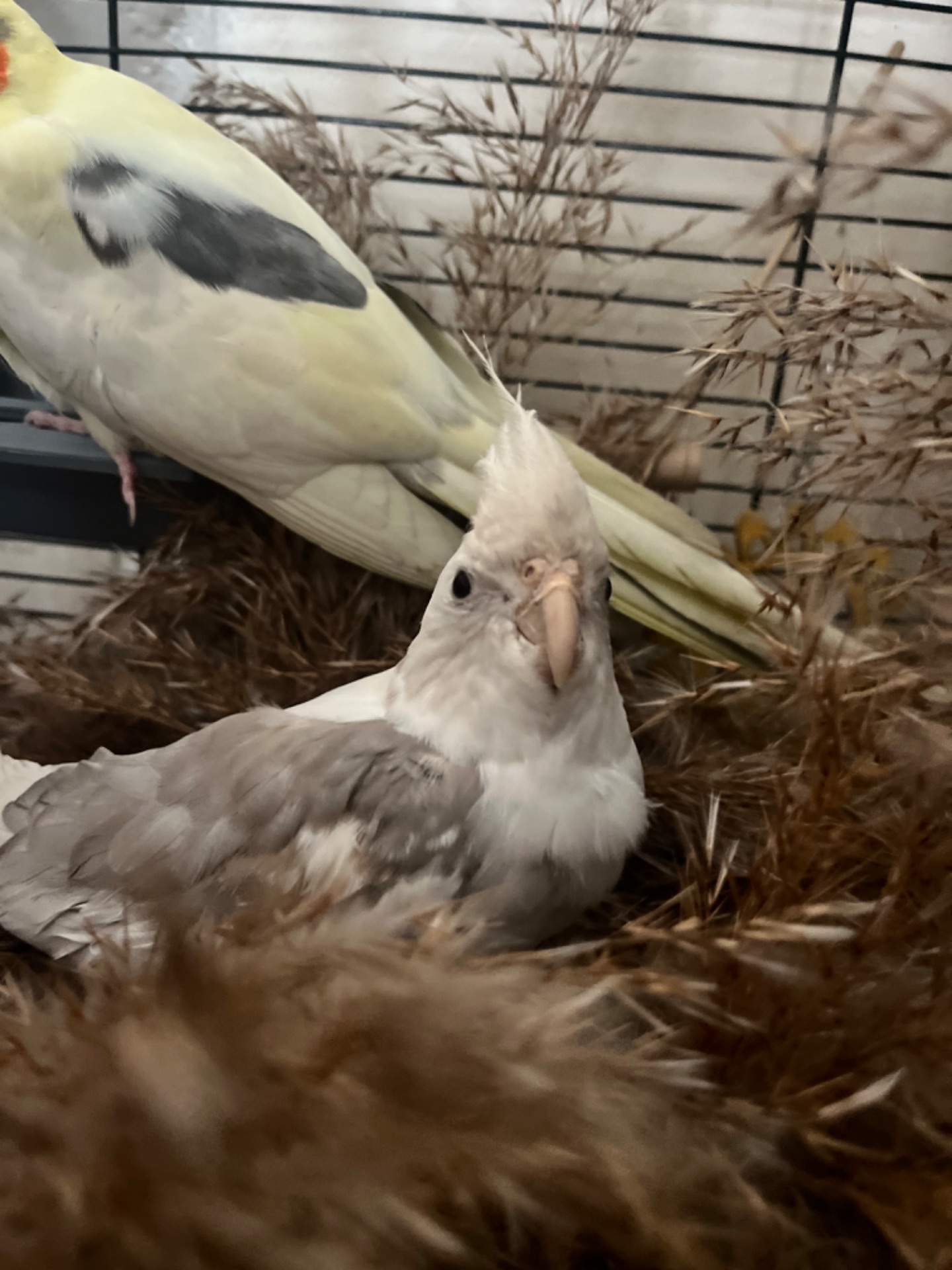 Приручені папуги пара