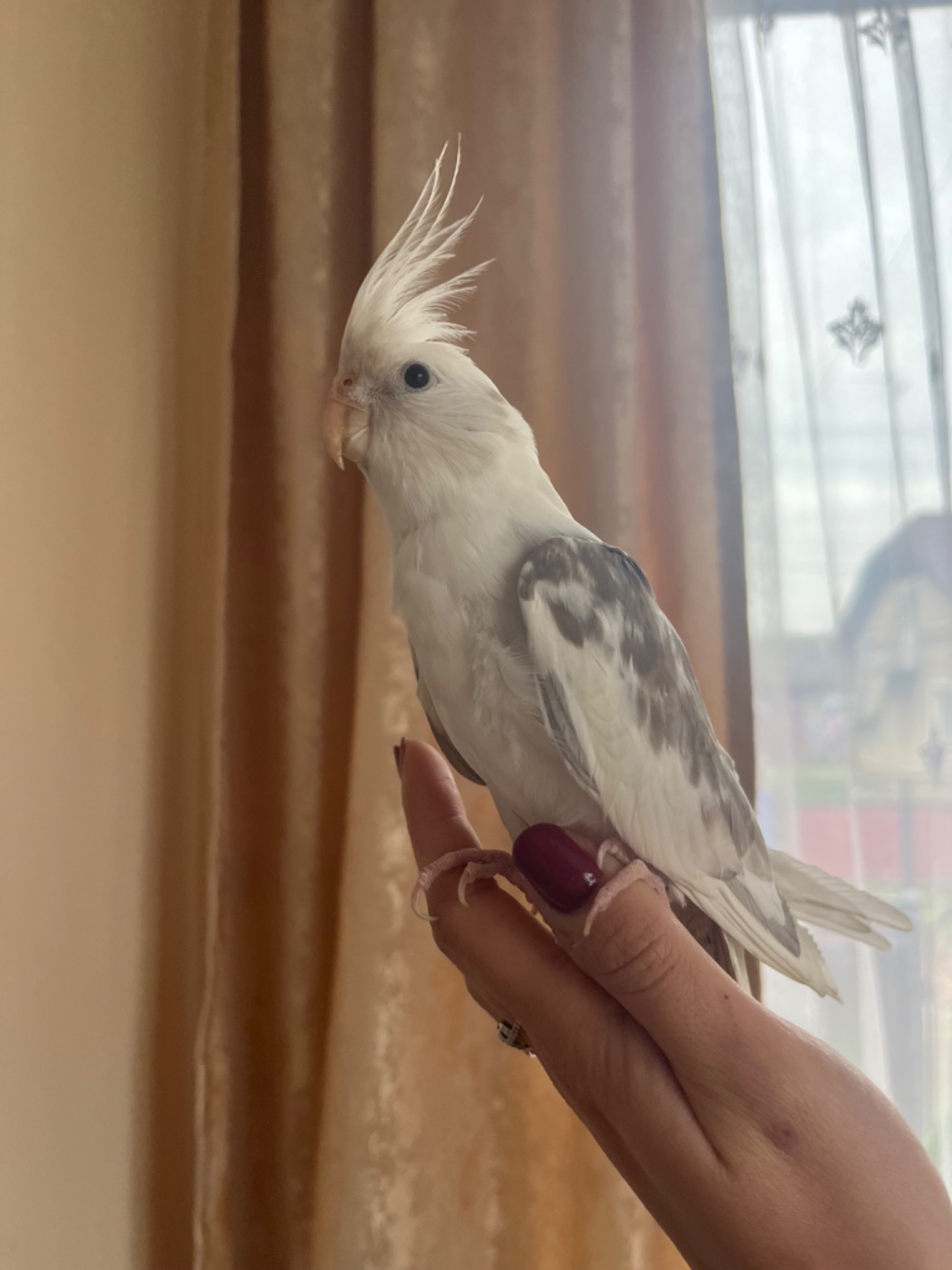 Приручені папуги пара