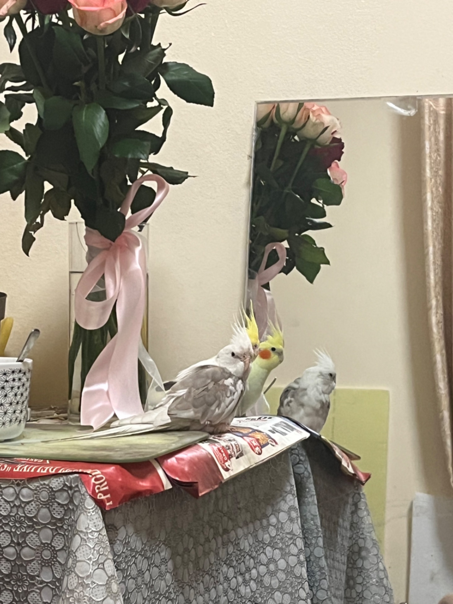 Приручені папуги пара