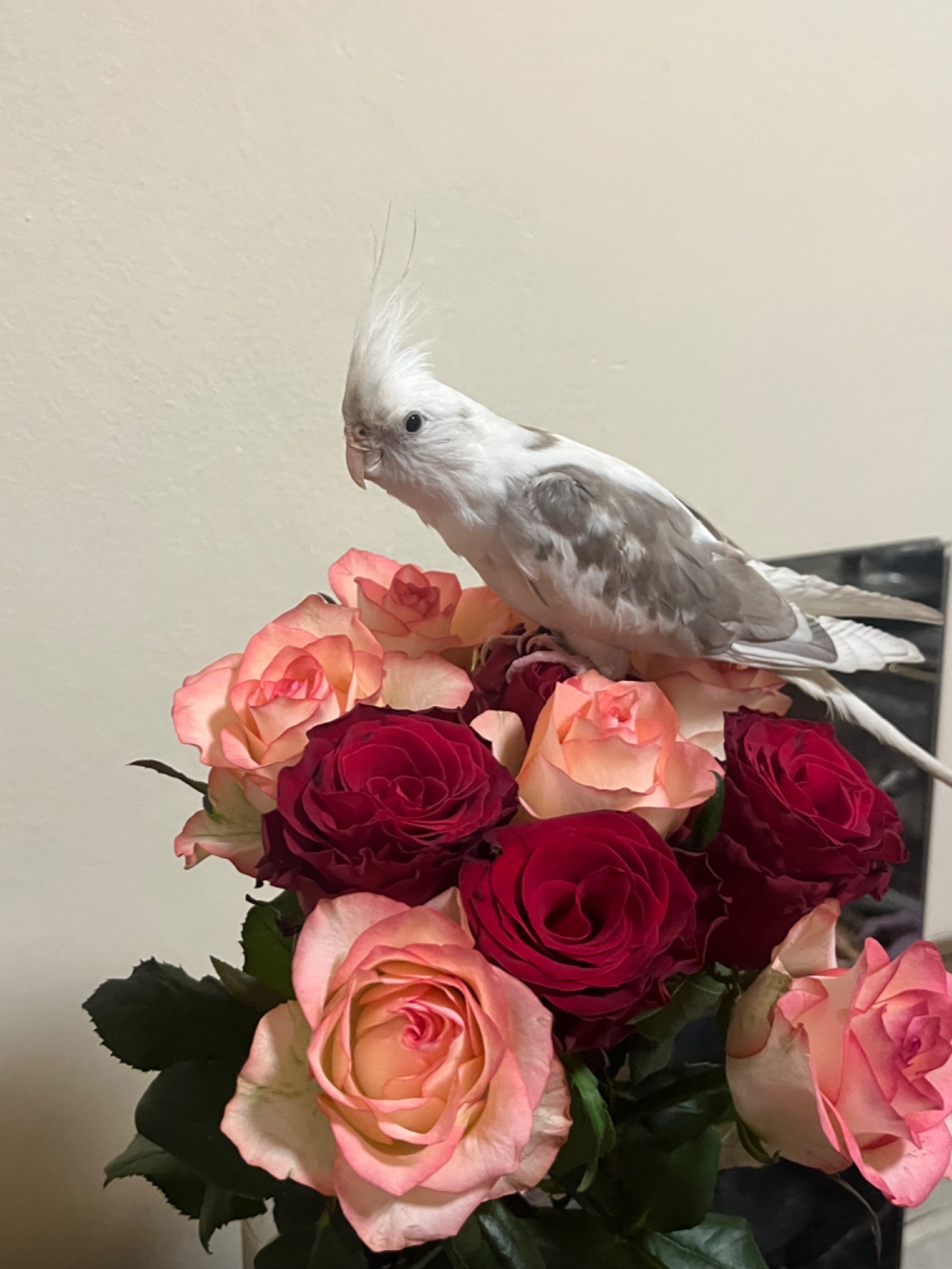 Приручені папуги пара