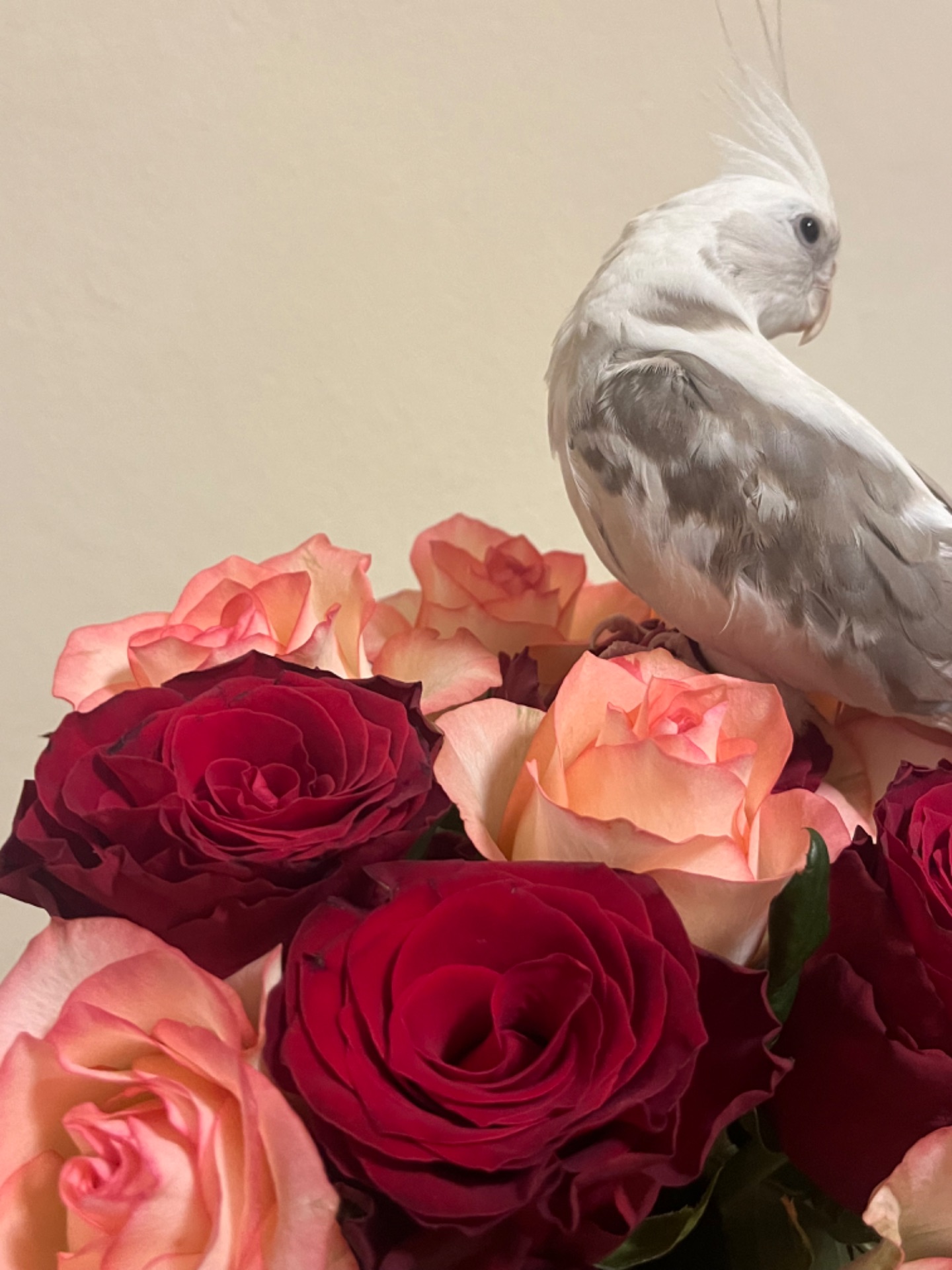 Приручені папуги пара