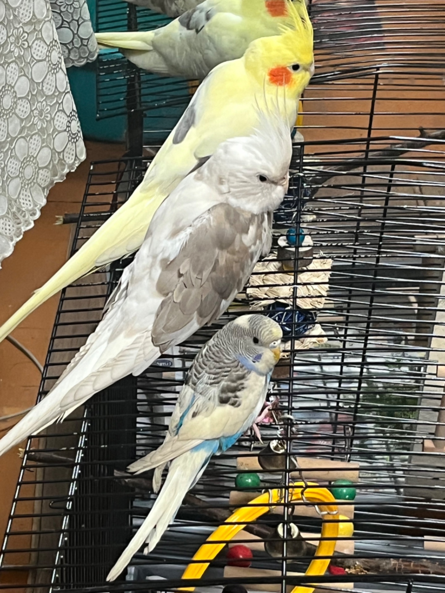 Приручені папуги пара