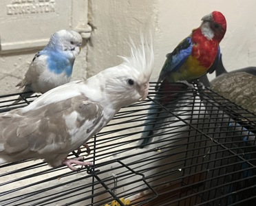 Приручені папуги пара