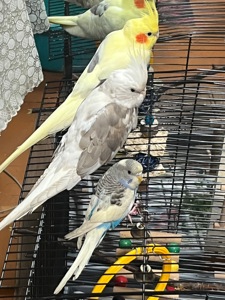 Приручені папуги пара