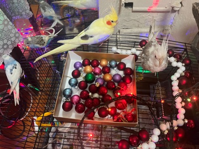 Приручені папуги пара