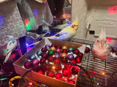 Приручені папуги пара