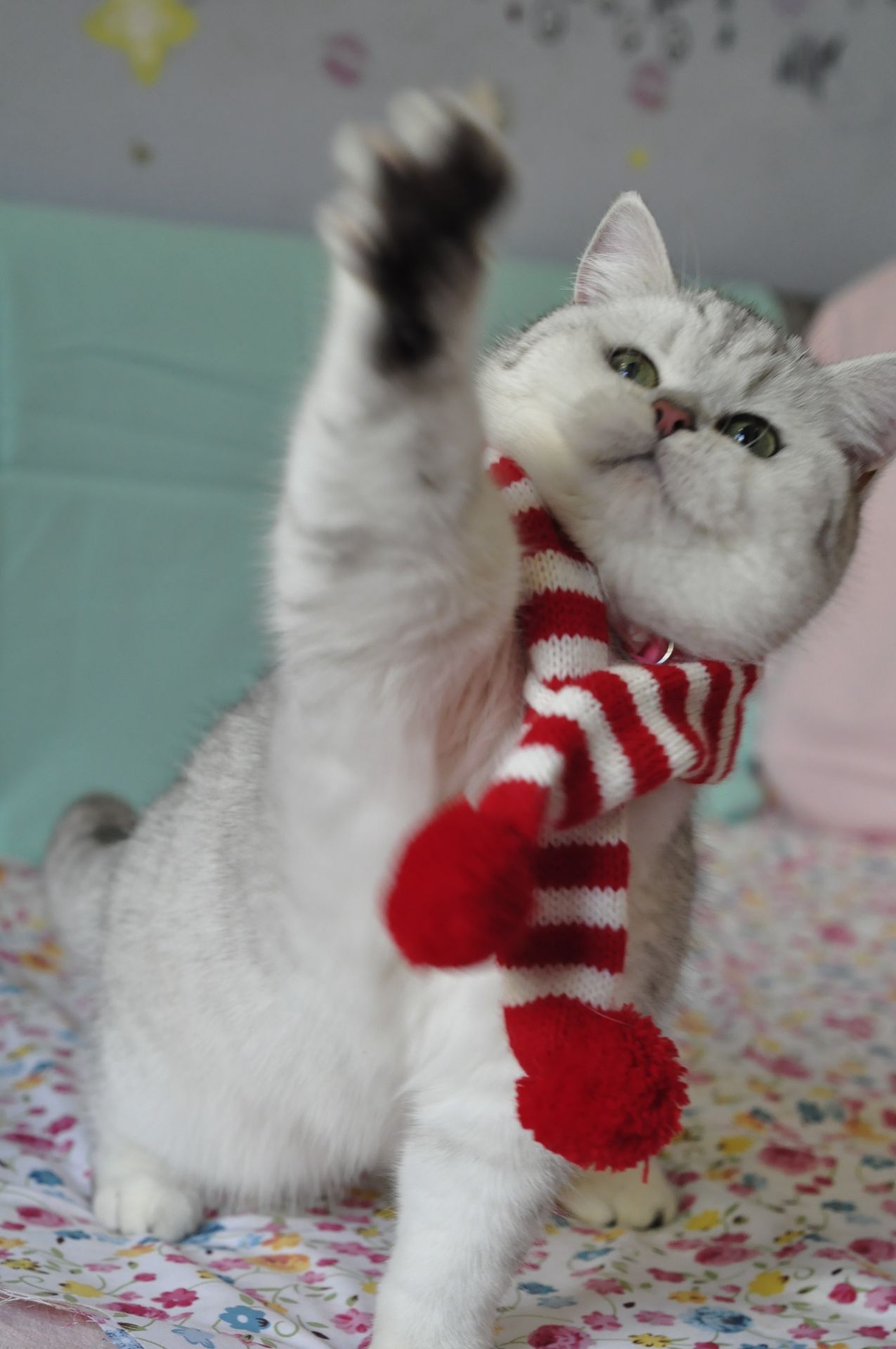 Британська кішка Емілі шукає родину