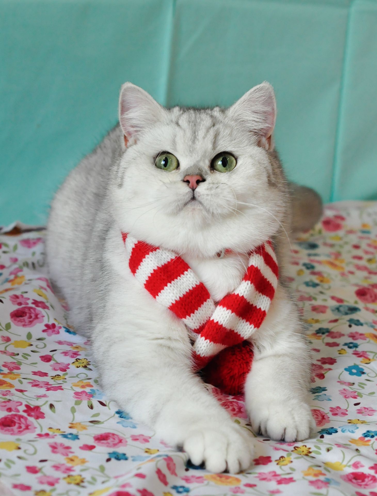 Британська кішка Емілі шукає родину