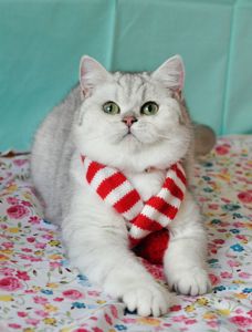 Британська кішка Емілі шукає родину