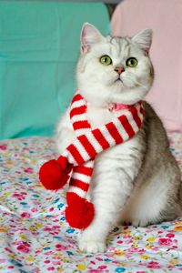 Британська кішка Емілі шукає родину