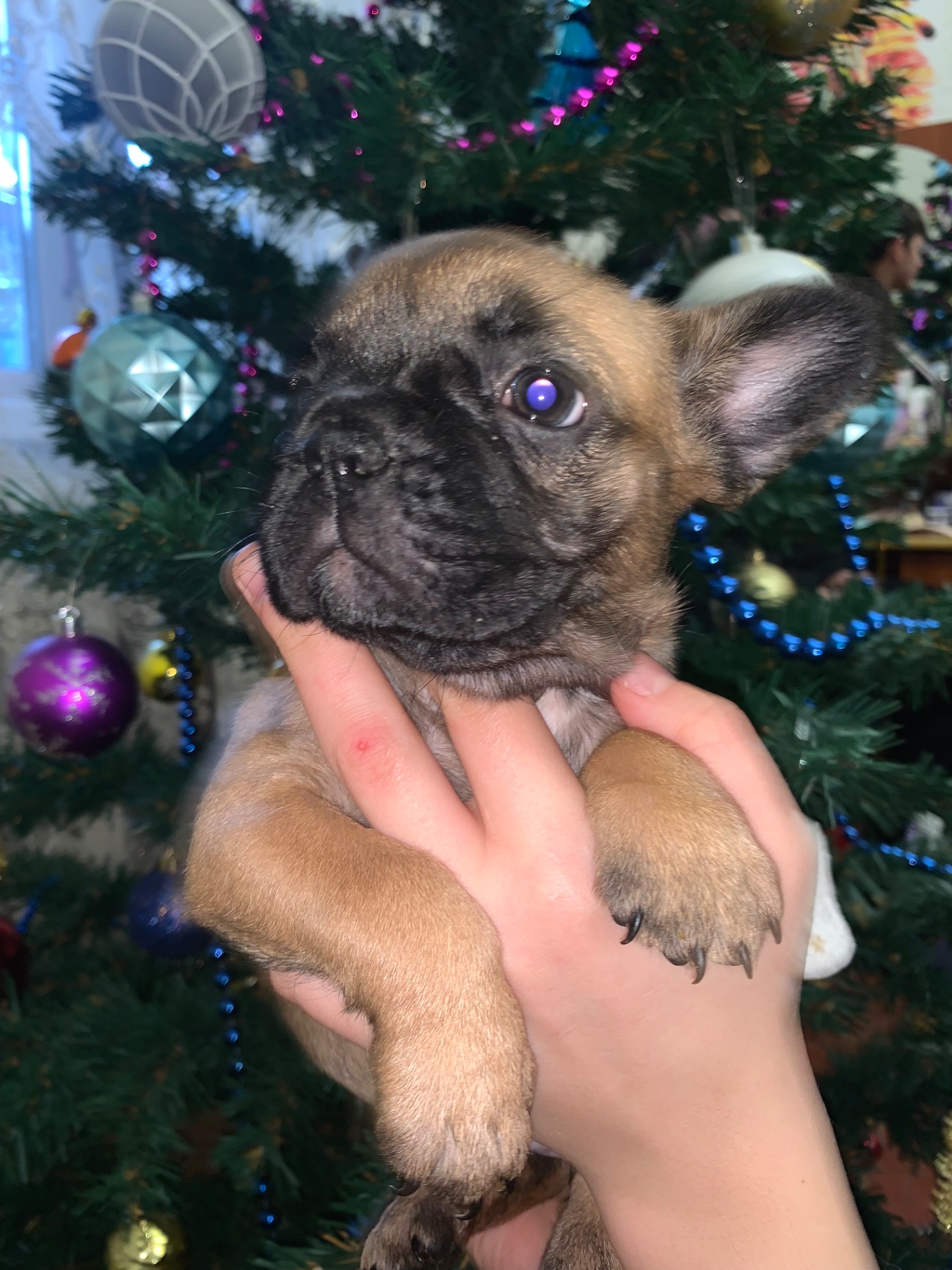 Цуценята французького бульдога