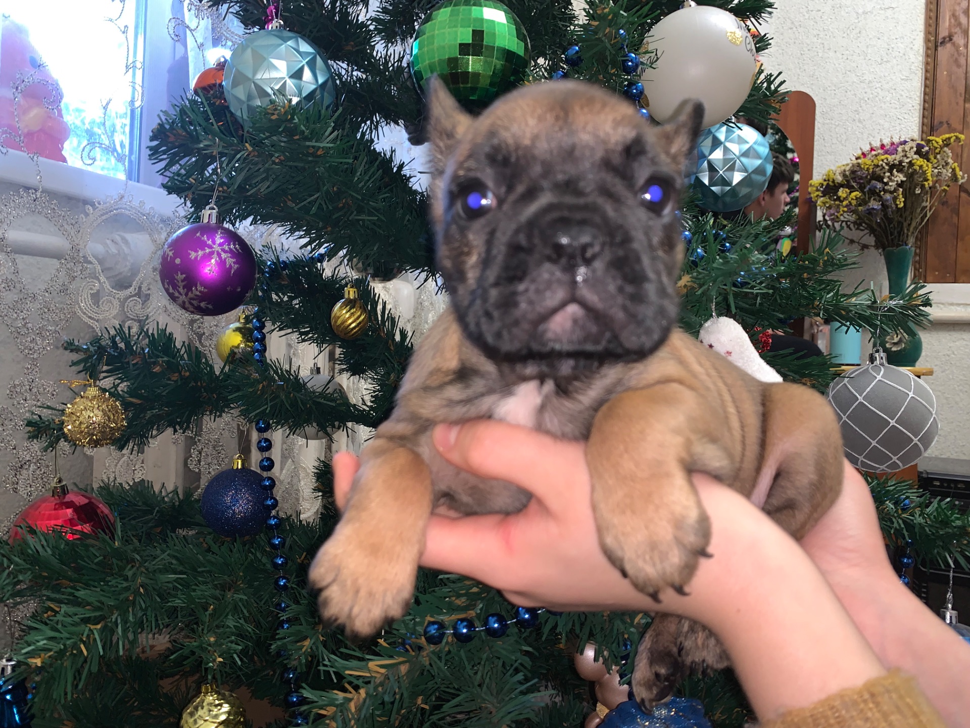 Цуценята французького бульдога