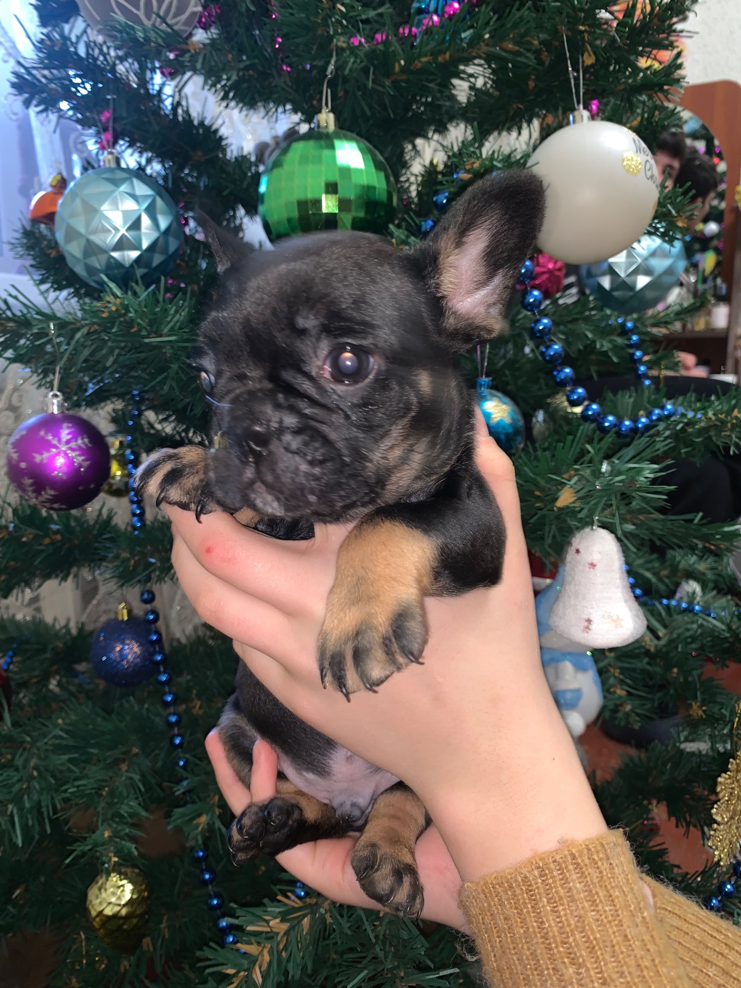 Цуценята французького бульдога