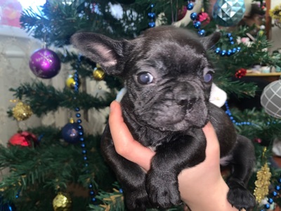 Цуценята французького бульдога