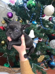 Цуценята французького бульдога