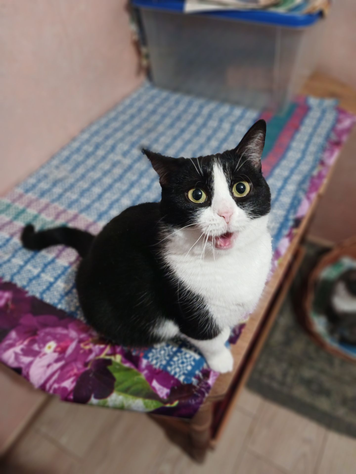 Мила чорно-біла киця, 2 роки, стерилізована