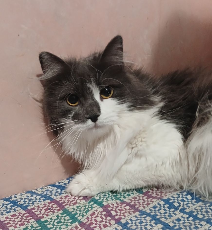 Пухнаста попелясто-біла кішка Пуша, 1 рік