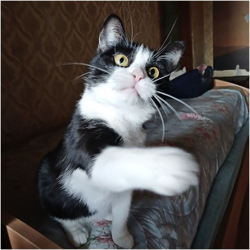 Мила чорно-біла киця, 2 роки, стерилізована