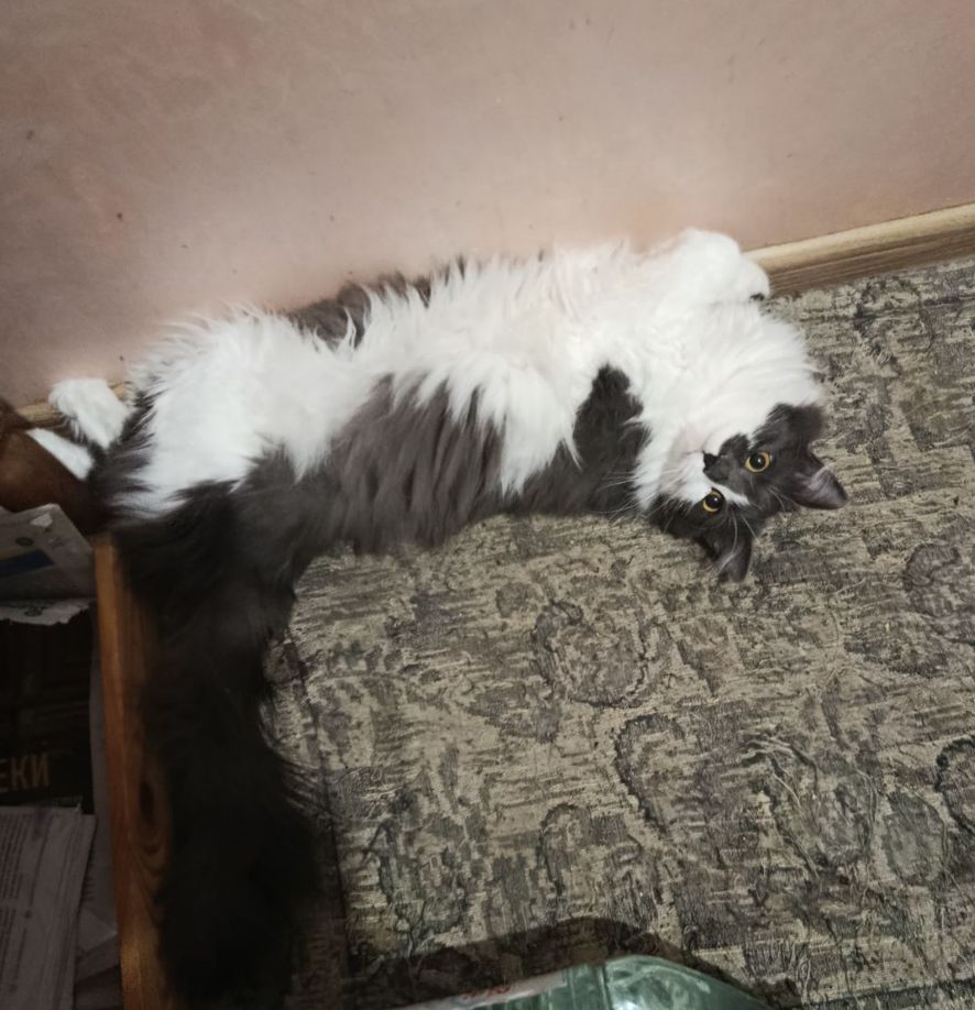 Пухнаста попелясто-біла кішка Пуша, 1 рік