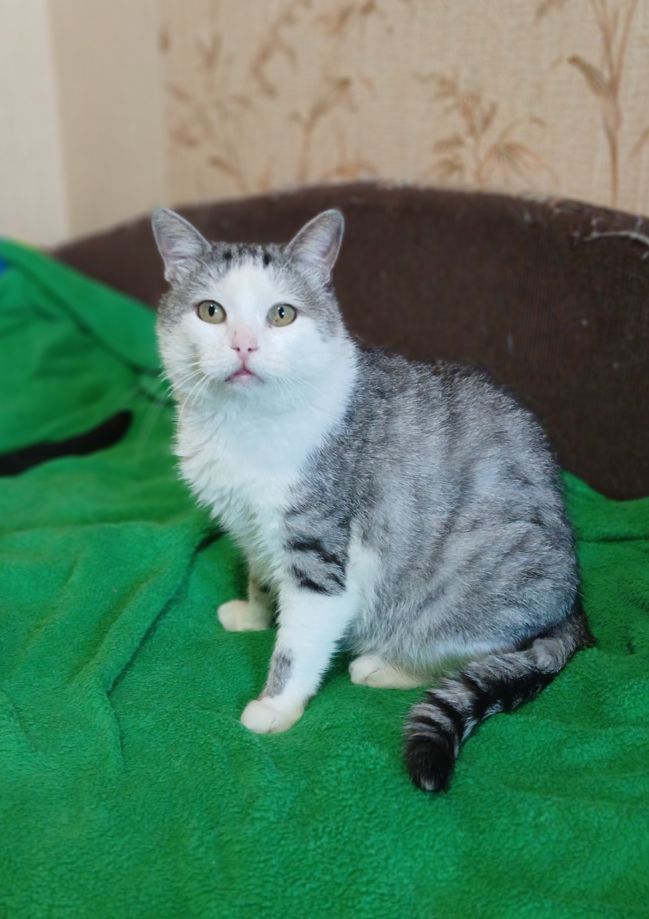 Кіт Маркіз у пошуку родини