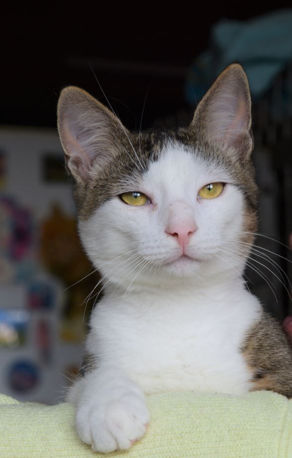 Котик Грей у пошуку родини, 2-3 роки, кастрований