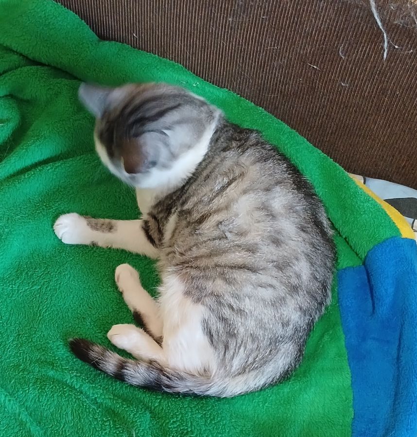 Кіт Маркіз у пошуку родини