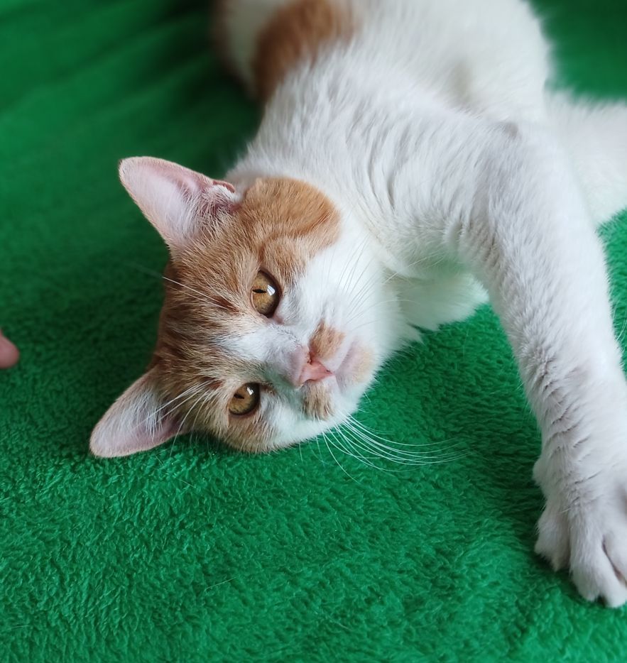 Рудо-біла кішка Іва, 5 років, дуже лагідна
