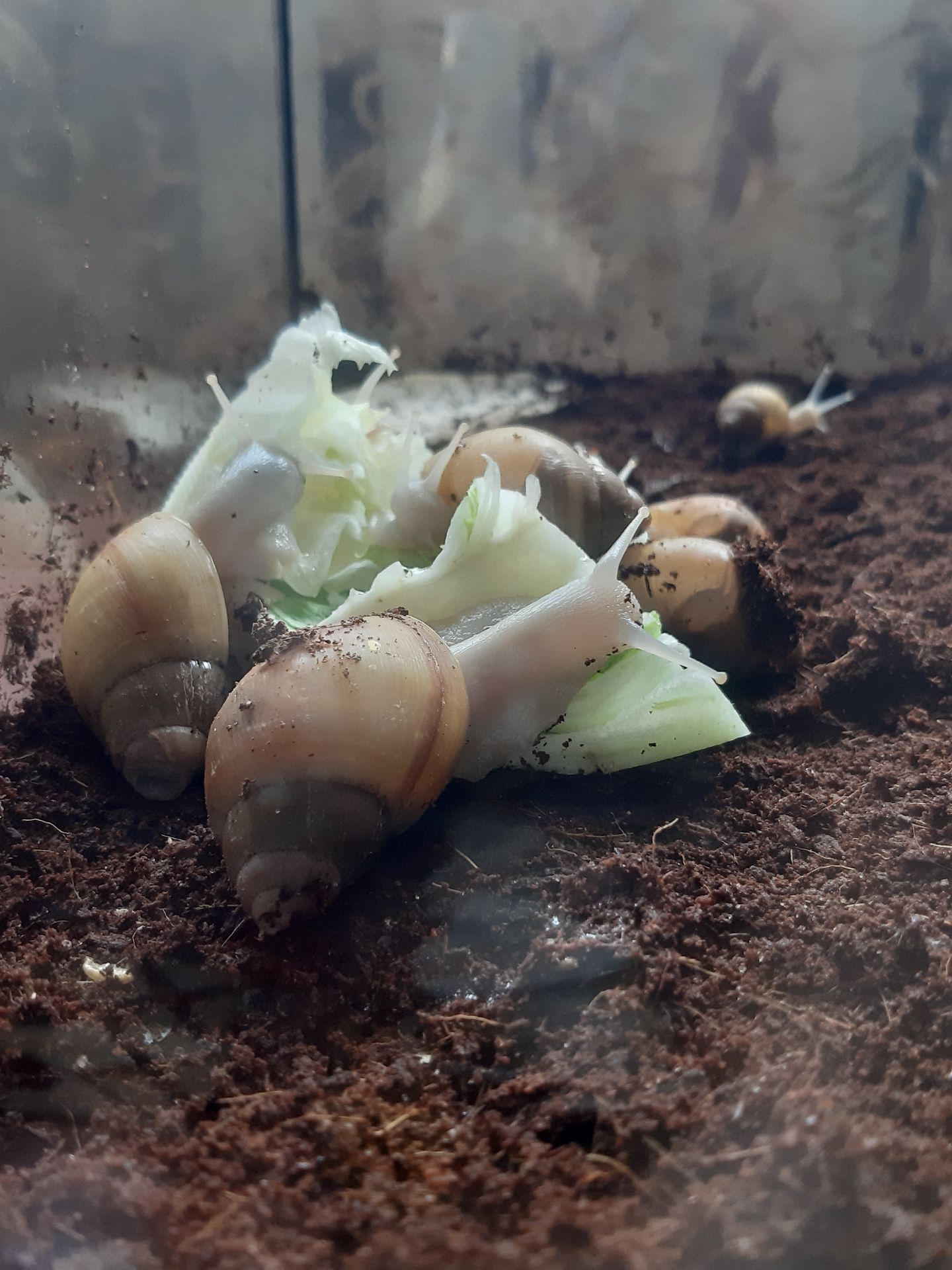 Равлики Ахатини