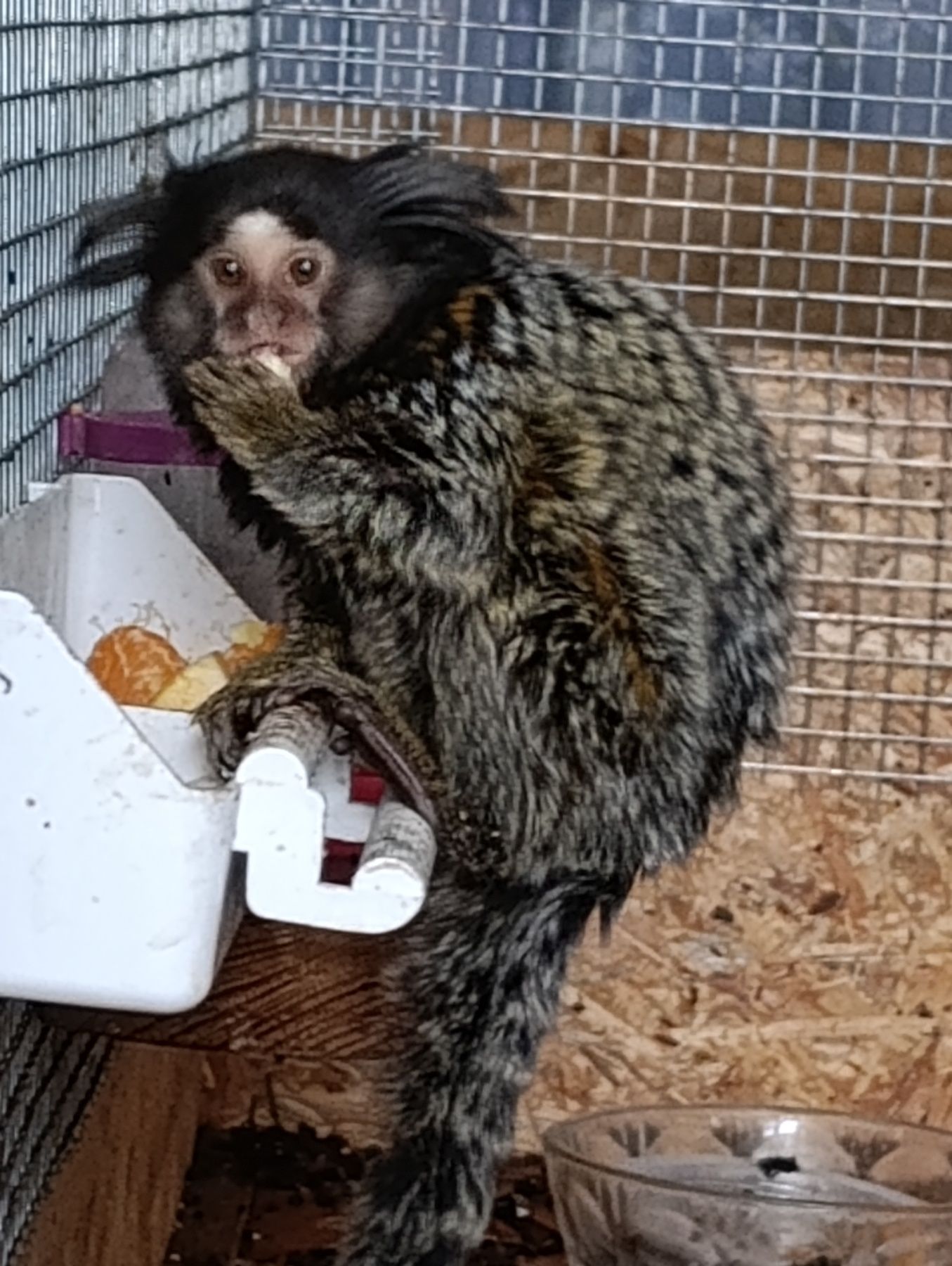 Игрунка девочка. 7 мес