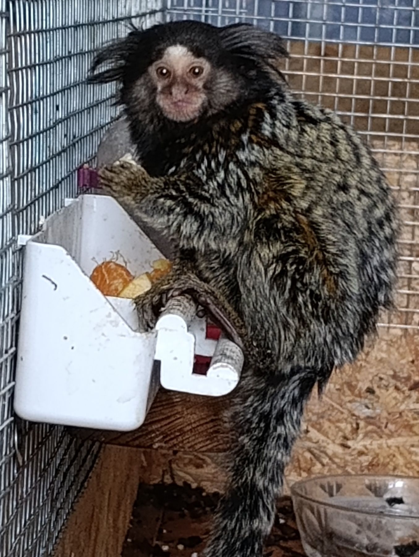 Игрунка девочка. 7 мес