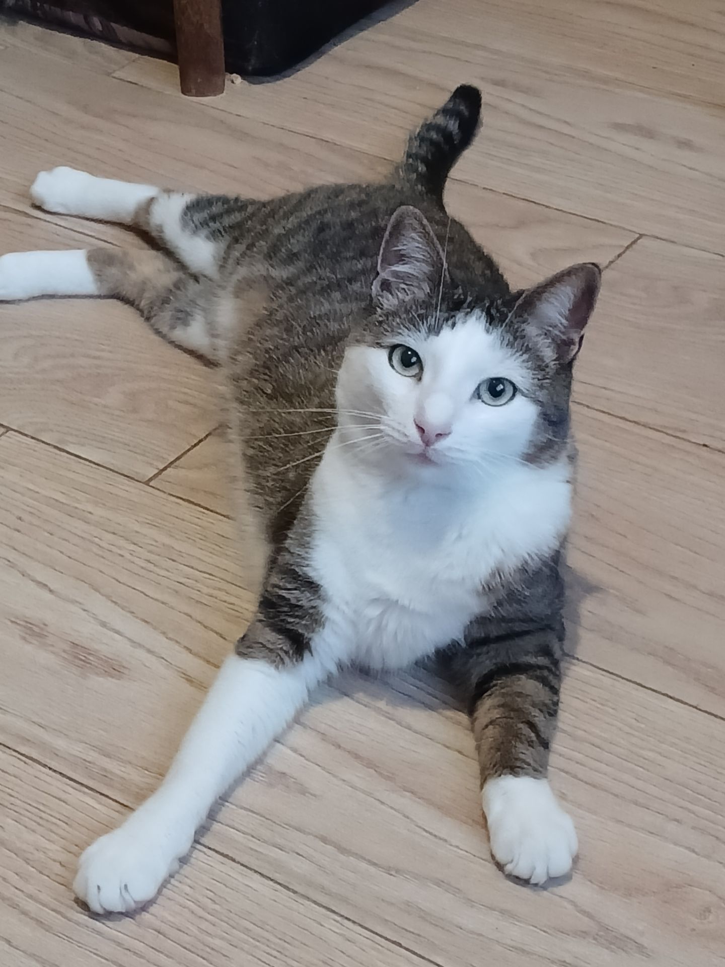 Котик Грей у пошуку родини, 2-3 роки, кастрований