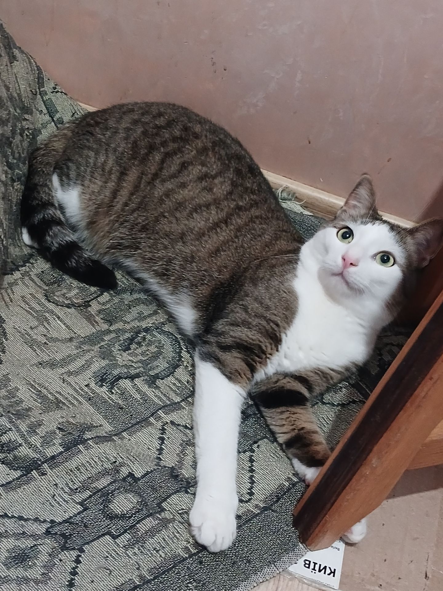 Котик Грей у пошуку родини, 2-3 роки, кастрований